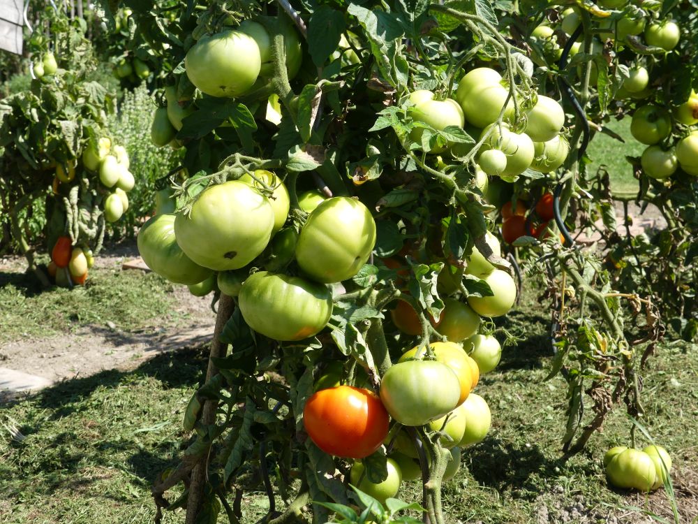 Garten 2023